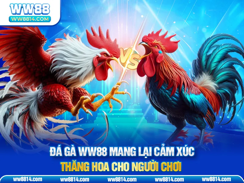 Đá gà WW88 mang lại cảm xúc thăng hoa cho người chơi
